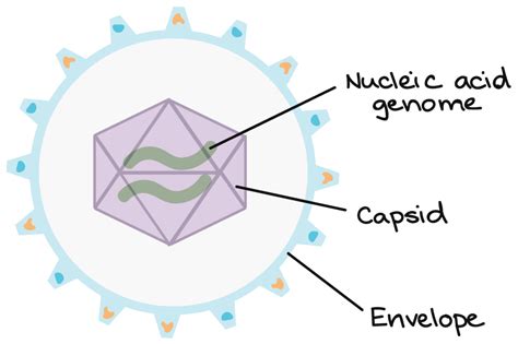 Virus Diagram Capsid