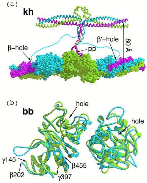 A Model Of Fibrin Formation Based On Crystal Structures Of Fibrinogen