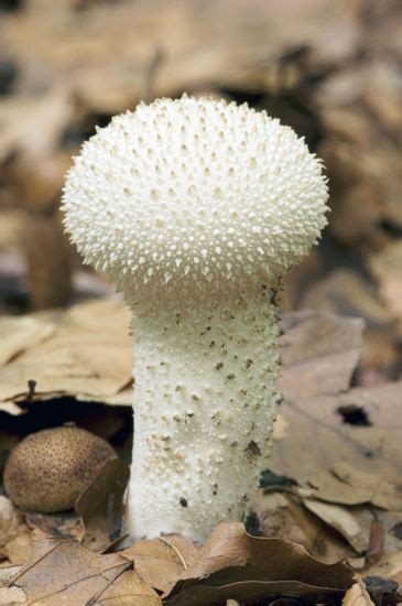 Common Puffball Lycoperdon Perlatum Common Puffball Editorial Stock