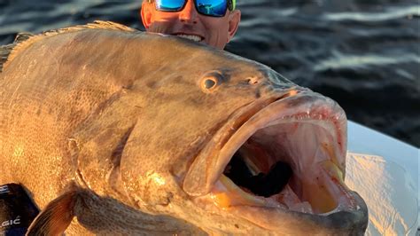 Grouper Catch Clean And Cook Spearfishing For Gag Grouper Bluegabe