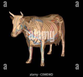 Anatomia Della Mucca Circulary Apparato Respiratorio Foto Stock Alamy