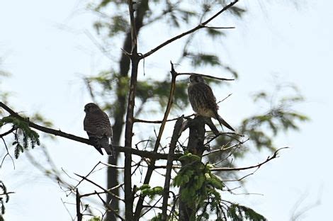 Kestrel Falco Tinnunculus Irish Birding