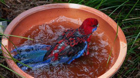 Crimson Rosella Parrot Bird Bath - Free photo on Pixabay - Pixabay