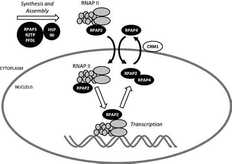 Model For Nuclear Import Of RNAP II Coupled With Nucleocytoplasmic