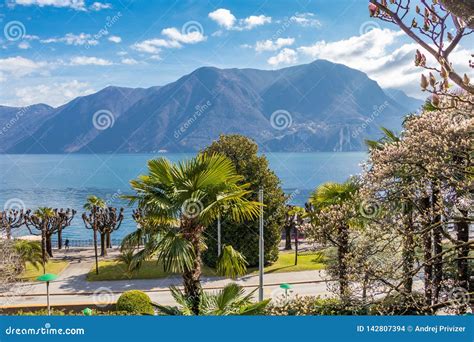 Magnolia Tree And Palm Trees In Street Of Lugano Ticino Canton Of