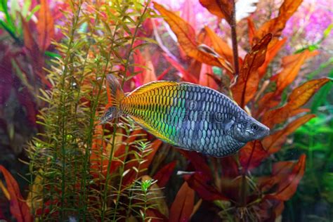 Boeseman S Rainbowfish Melanotaenia Boesemani Swimming In Aquarium