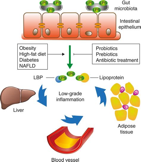 Metabolic Endotoxemia A Molecular Link Between Obesity And