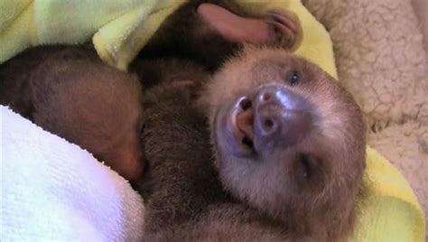 Meet baby sloths - you'll fall in love [VIDEO] | Dawn Productions