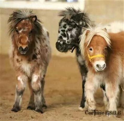 Theyre So Fluffy 38 Pics Horses Cute Horses Miniature Ponies