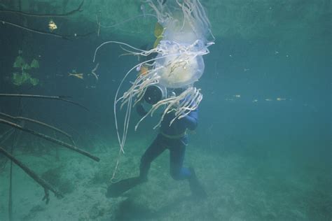 Antidote discovered for lethal box jellyfish venom | The New Daily