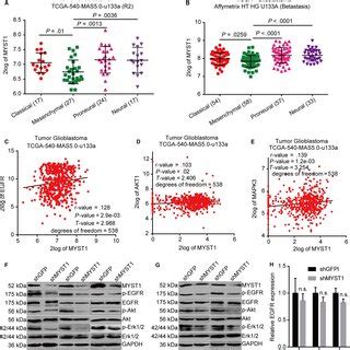 MYST1 Silencing Downregulates EGFR Signaling Pathway A The Analysis