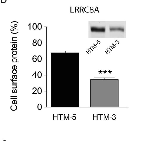 Quantification Of LRRC8A Protein At HTM Cells A LRRC8A Was