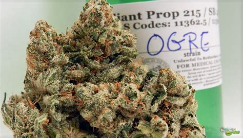 Ogre Marijuana Strain (Review)