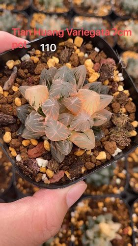 Haworthia Tian Huang Variegated Succulent Pagoda