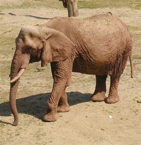 Picture 5 of 8 - African Forest Elephant (Loxodonta Cyclotis) Pictures ...