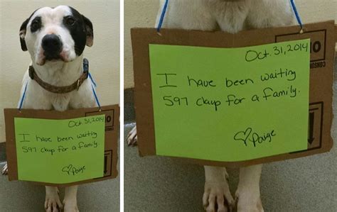 This Dog Spent 597 Days In The Shelter Until Something Magic Happened