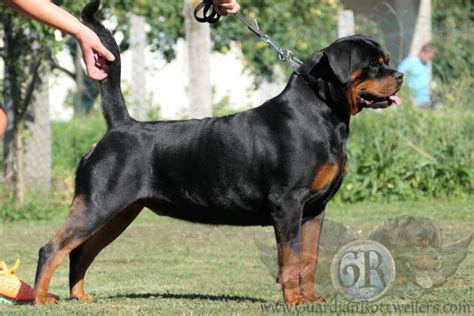 Bliss Of Nicolas Lion Guardian Rottweilers