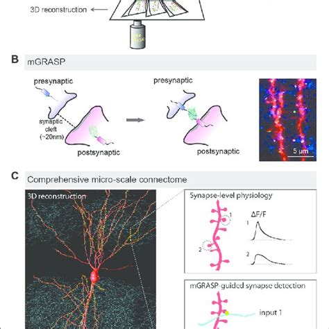 Pdf From A Meso To Micro Scale Connectome Array Tomography And Mgrasp