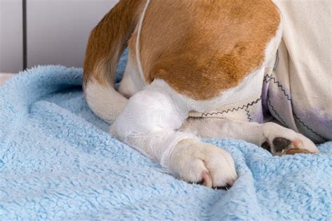 Dog With Injured Paw Stock Image Image Of Female Mammal 129338741