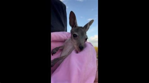 Adorable baby kangaroo hops around for the first time | news.com.au ...