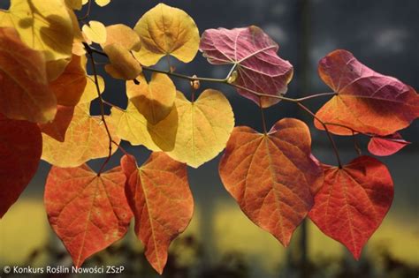 Cercis canadensis ETERNAL FLAME Związek Szkółkarzy Polskich