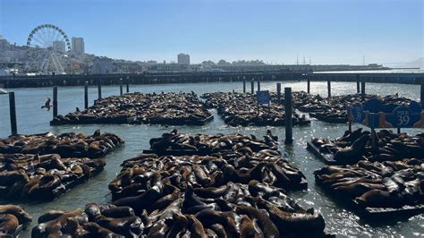 A record 2,100 sea lions spotted at San Francisco docks