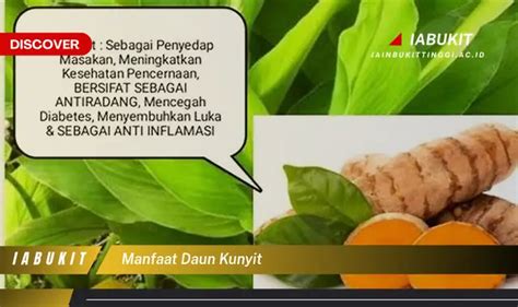 Kamu Wajib Tahu Inilah Manfaat Daun Kunyit Yang Jarang Diketahui