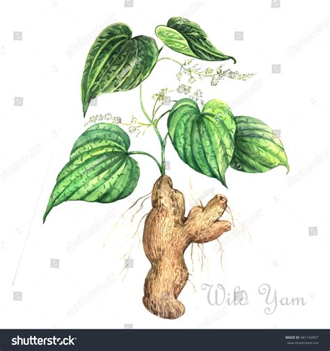 Watercolor Wild Yam. Botanical Illustration. - 461143957 : Shutterstock