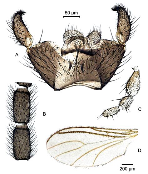 Bradysia Macrotrichata Sp N A Hypopygium B Flagellomeres 3 4 Download Scientific Diagram