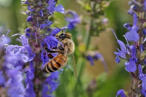 Honey Bee Collecting Nectar Apis Mellifera Kentucky Photographic Print Adam Jones