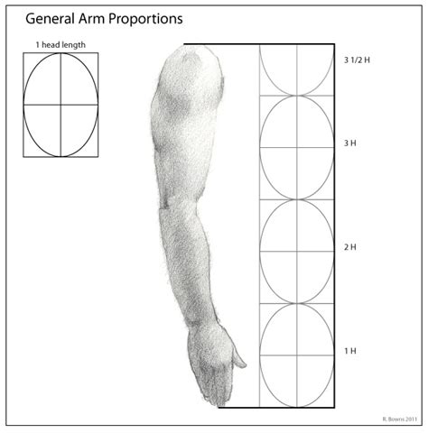 Paint Draw Paint, with Ross Bowns: Drawing Basics: Proportions of the Arm