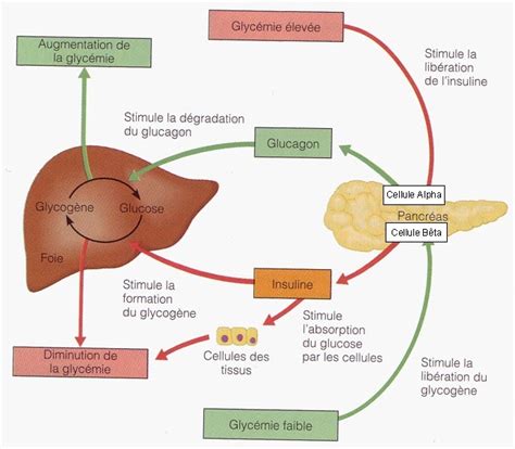 Blog SVT Schéma bilan de la régulation de la glycémie