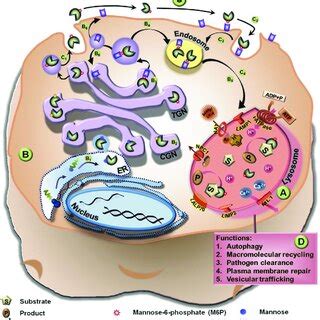 Lysosome function and dysfunction. (A) Lysosomal components, including ...