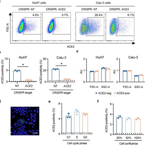 Heterogeneous ACE2 Surface Abundance In HuH7 And Calu 3 Cells A