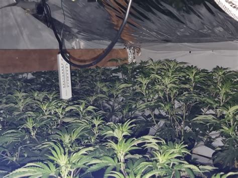 West Midlands Police Force Seize Half A Million Pounds Worth Of Cannabis During Raid Express