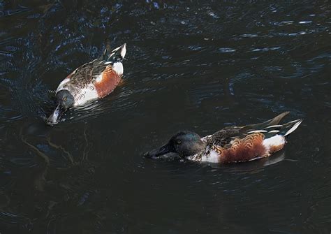 Northern Shoveler S Wwt London Wetlands Centre Shinwamike Flickr