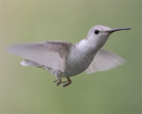 Leucistic Ruby-throated Hummingbird - Window to Wildlife - Photography ...