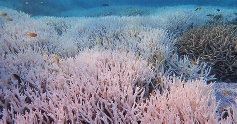 Aufnahmen Zeigen Ausma Der Korallenbleiche Am Great Barrier Reef