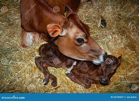 Mother Cow With Newborn Calf Royalty Free Stock Photography Image