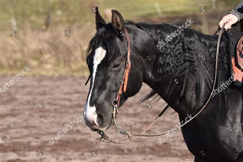 Head Neck Black American Quarter Horse Editorial Stock Photo - Stock ...