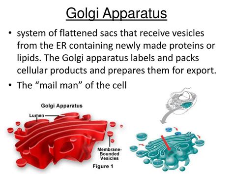 Cell Structure And Function Ppt Download