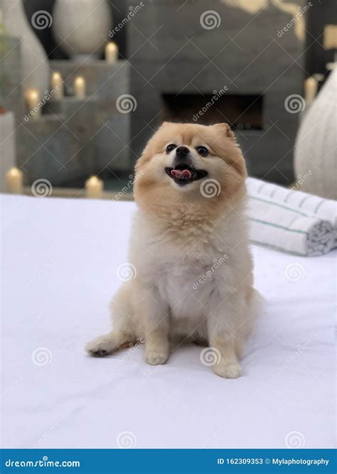 Little Male Pomeranian Pet Dog Stock Image - Image of jaccuzi, adoption ...