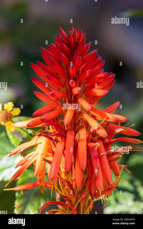 Aloe Arborescens Candelabra Aloe Flower Stock Photo Alamy