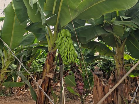 Eco Farming in Tenerife: Exploring Finca La Calabacera - Canary Green