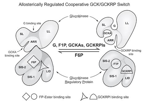 Figure 3 from The Central Role of Glucokinase in Glucose Homeostasis: A ...