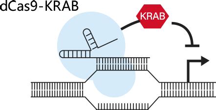 Crispr