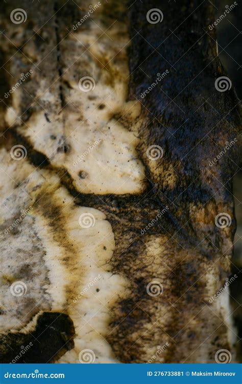 mould   wall   houseoff wallpapers damaged  fungus stock