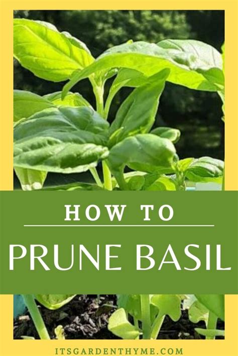 How To Grow Plant And Harvest Basil It S Garden Thyme