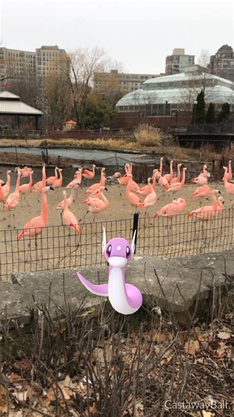 Shiny flamingo : r/pokemongo