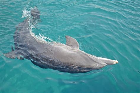 Une Danse De Dauphin Sous L eau En Mer Rouge Jour Ensoleillé Avec Les